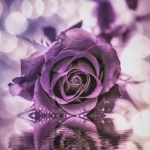 Meet your Posher, Amal